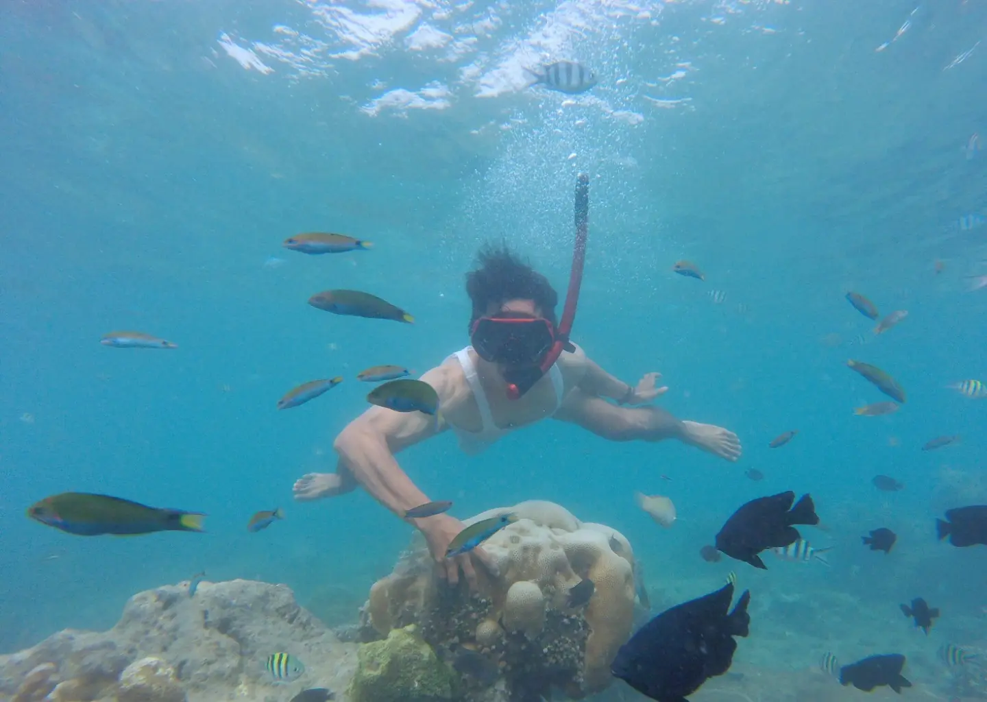 Pulau Kelapa