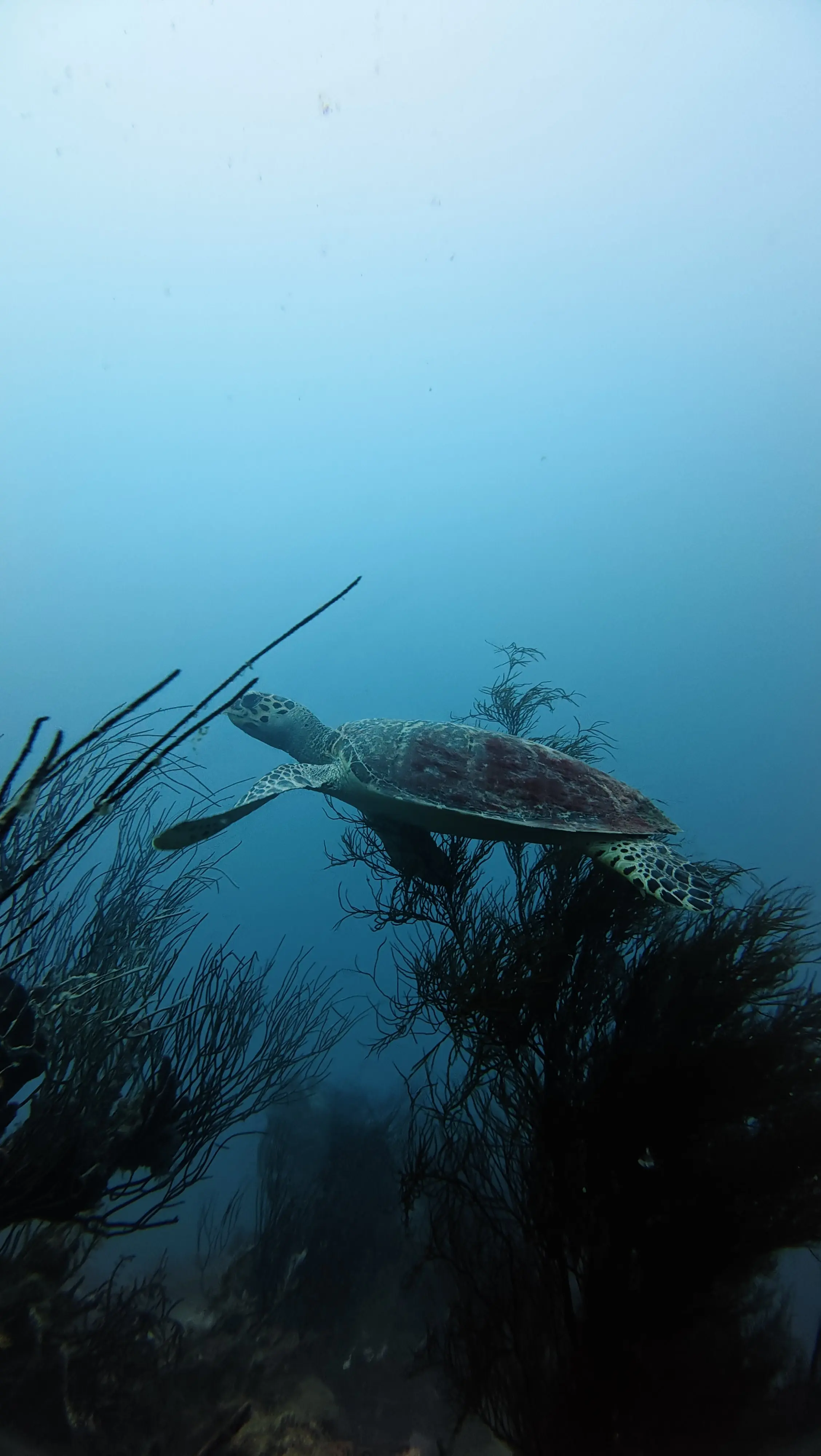 Biota Laut yang Terjaga